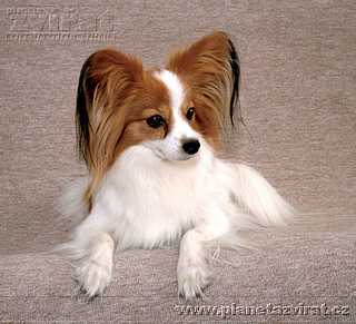 060101-papillon-01.jpg